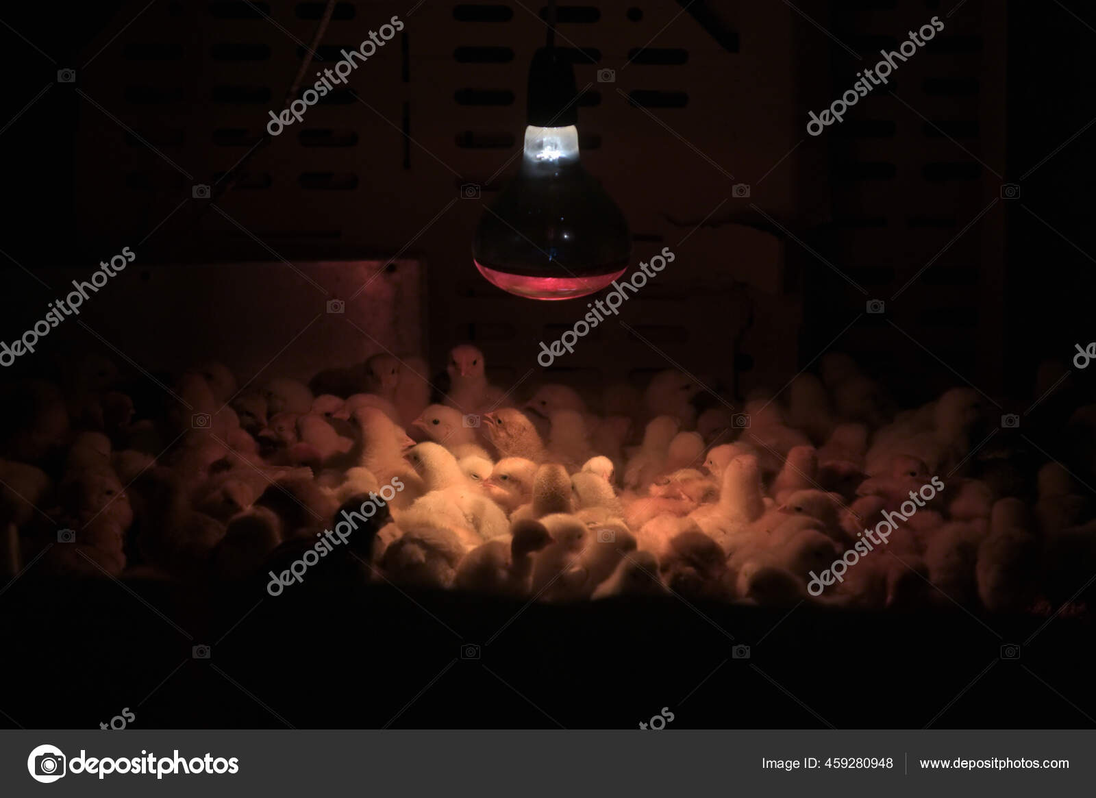 Artificial Lighting Poultry Farm Breeding Chickens — Stock Photo