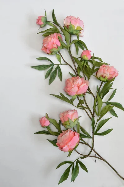Primo Piano Bellissimi Fiori Peonia Rosa Sfondo Bianco — Foto Stock