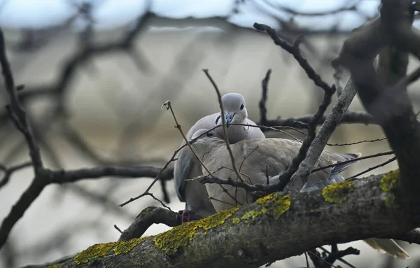 Pomba Jovem Streptopelia Decaocto Nidificação Primavera — Fotografia de Stock