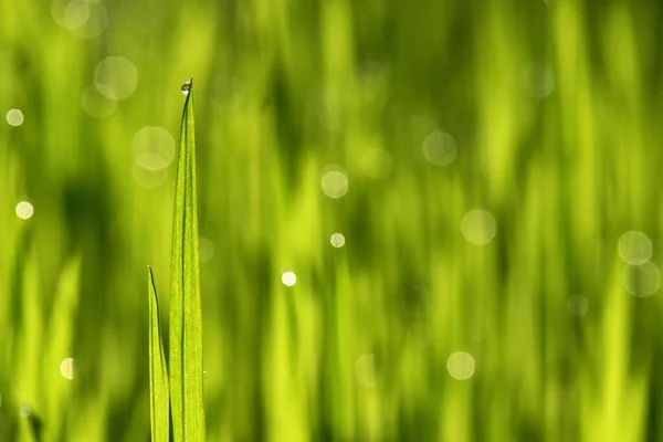 Dagg Droppar Närbild Våren Gräs — Stockfoto