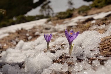 Spring Awakening, Flowers Of Crocuses On Romania Mountains 