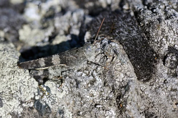 Nahaufnahme Heuschrecken Heuschrecken Rocky Mountain — Stockfoto