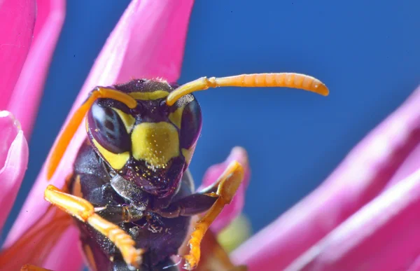 Gul jacka (wasp) — Stockfoto