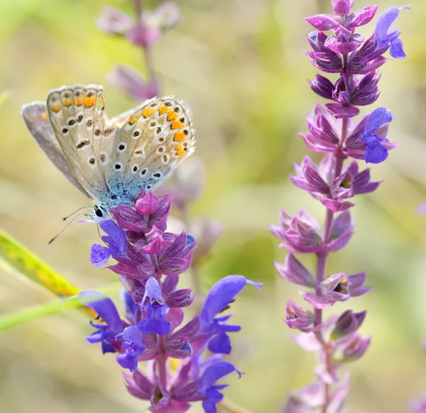 Papillon sur la conception de fleur rose — Photo