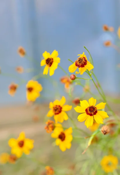 Wild yellow flowers and blue sky — Stock Photo, Image