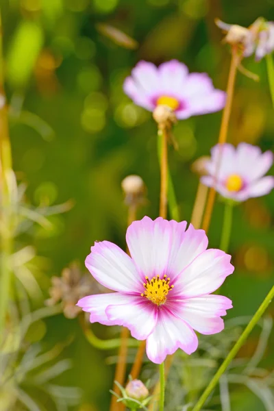 Fiore del cosmo bipinnato — Foto Stock