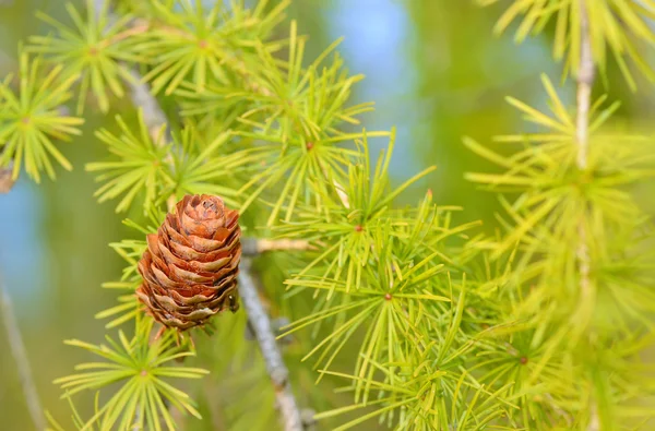 Kerucut Pine pada Cabang — Stok Foto