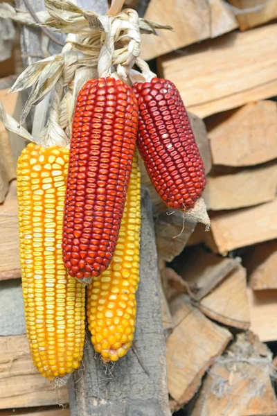 Corn cobs — Stock Photo, Image