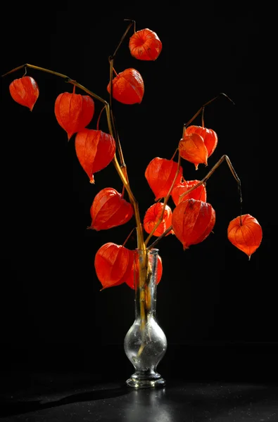 Cam vazo içinde sunulan Physalis alkekengi — Stok fotoğraf