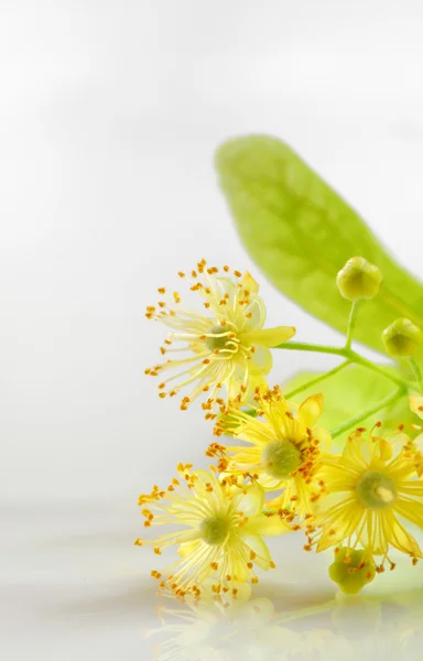 Linden flowers — Stock Photo, Image