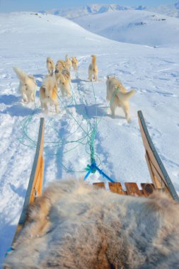 Grönland'sledging köpek
