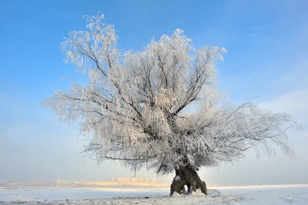 Árvore congelada no campo de inverno — Fotografia de Stock