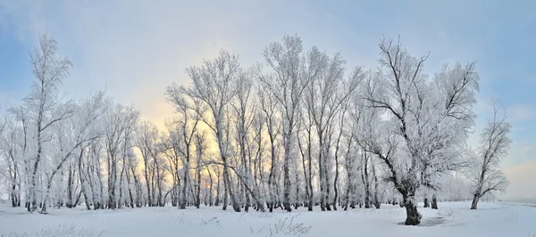 Frysta träden på vintern — Stockfoto