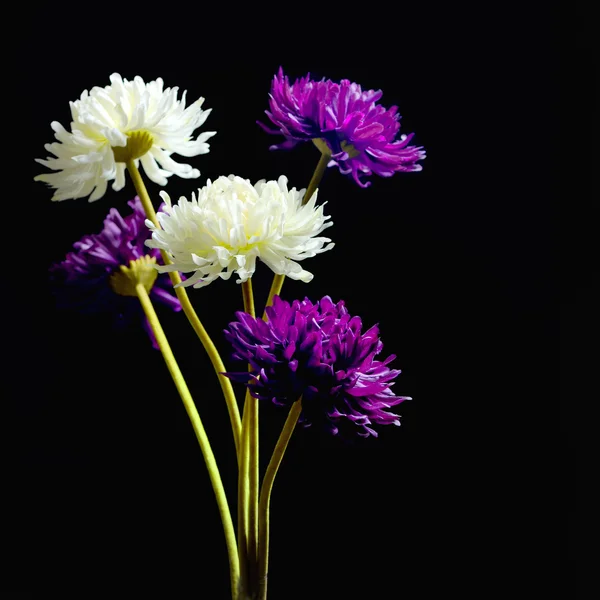 Dahlienblüte — Stockfoto