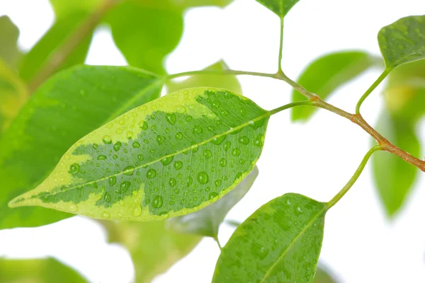 Ficus frunze de aproape — Fotografie, imagine de stoc