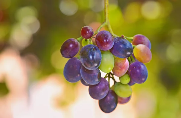 Uvas não maduras — Fotografia de Stock