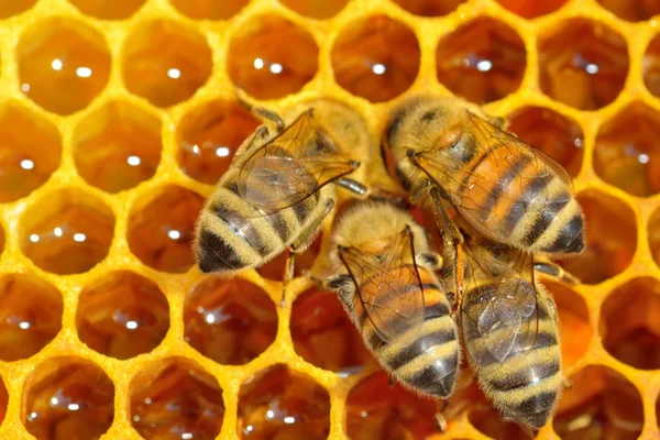 Abejas de trabajo en celdas de miel — Foto de Stock