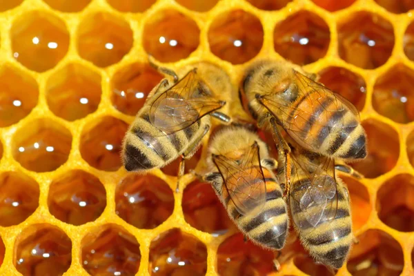 Abejas de trabajo en celdas de miel —  Fotos de Stock