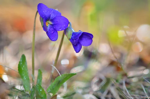 Fiori viola fioritura sul campo — Foto Stock