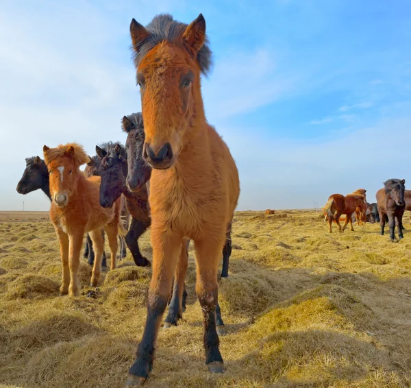 Icelandic horses — Stock Photo, Image