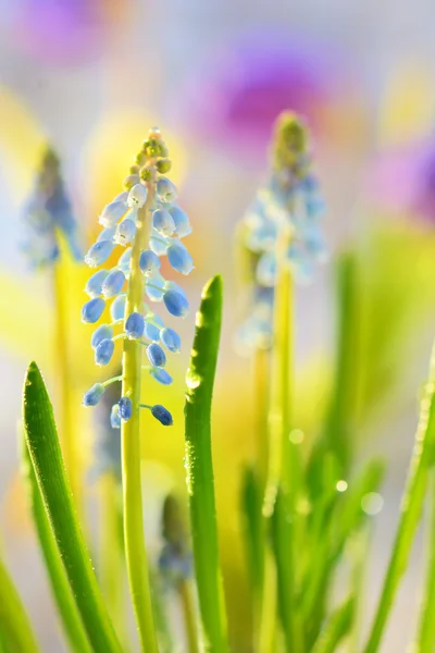 Muscari negligenciectum flores — Fotografia de Stock