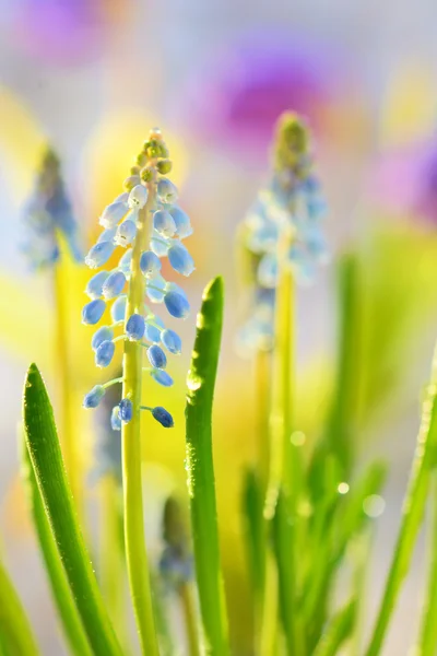 Muscari neglectum kwiaty — Zdjęcie stockowe