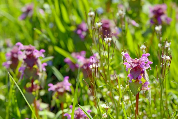 Lamium maculatum — Stockfoto