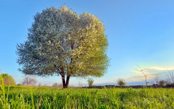 Blooming cherry tree