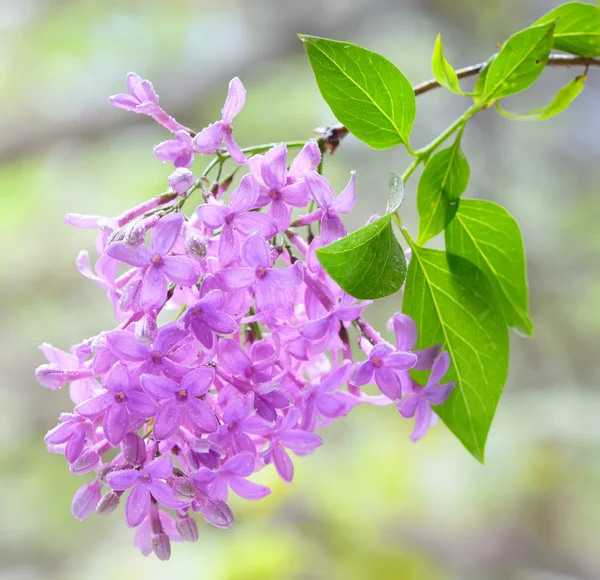 Lilac violet flowers — Stockfoto