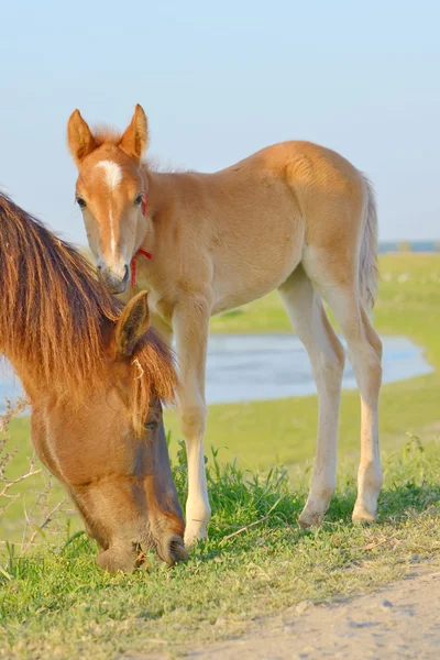 Cavalo e seu potro — Fotografia de Stock