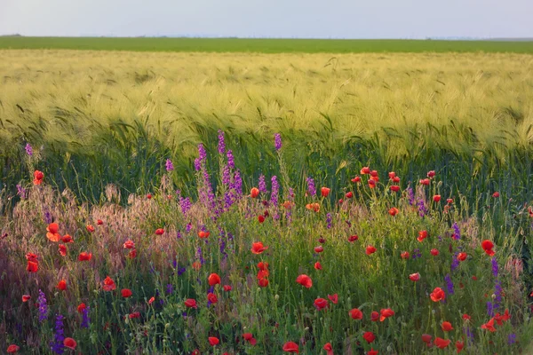 Lindas flores de papoula vermelho brilhante — Fotografia de Stock