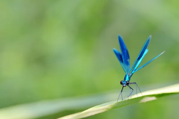 Libellula nella foresta — Foto Stock