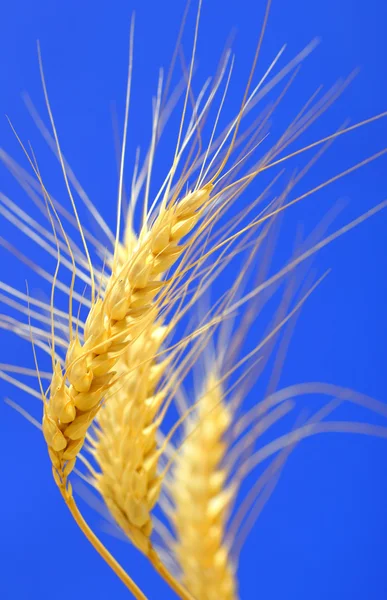Épillets et grains de blé — Photo