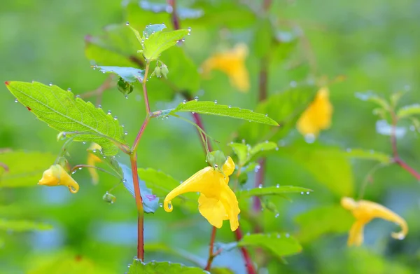 Epimediums gele bloemen — Stockfoto