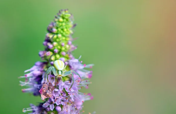 Ragno di granchio — Foto Stock