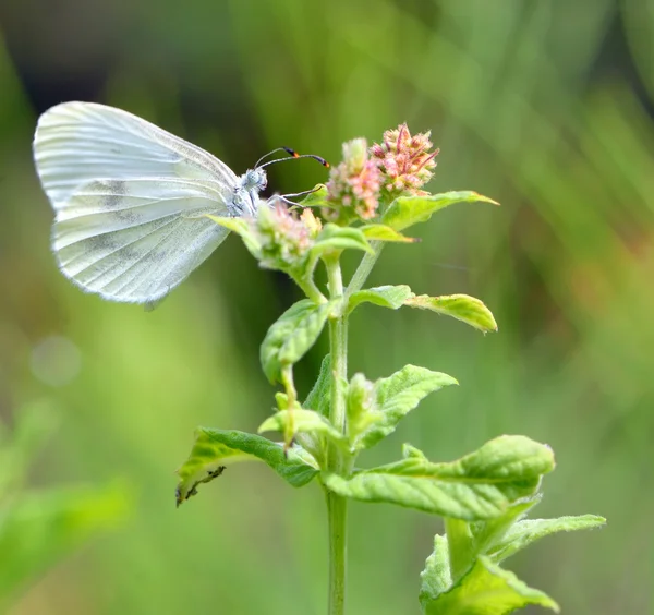 Pieris brassicae, Papillon du chou — Photo