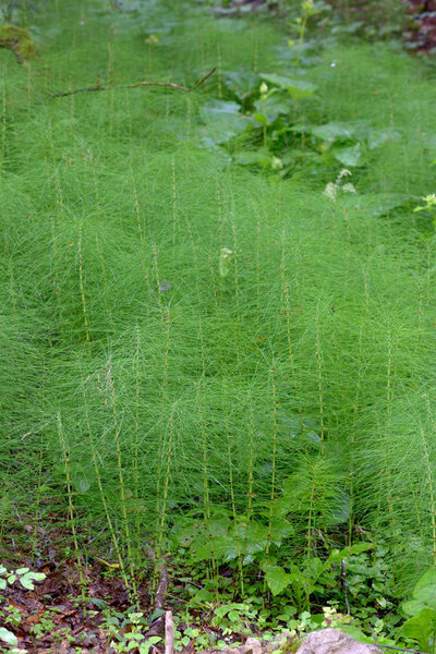 Equisetum arvense