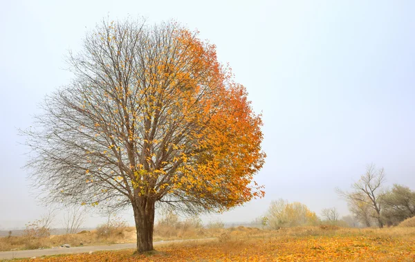 Árvore única solitária — Fotografia de Stock