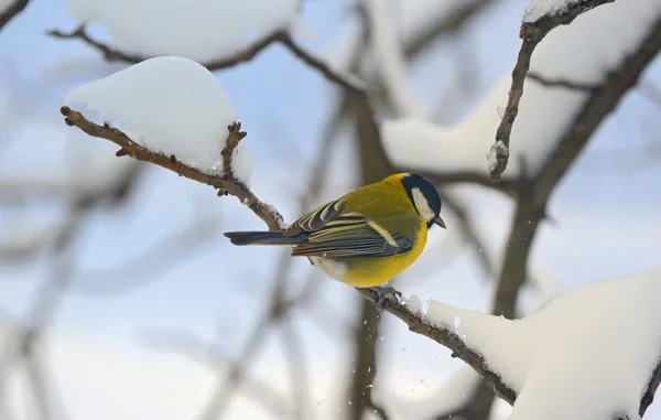 Great tit on a snowy branch — Stock Photo, Image