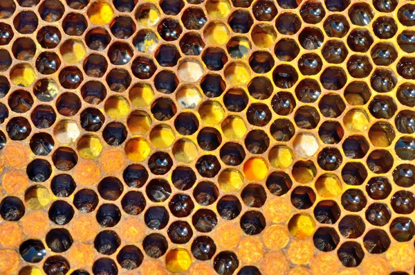 Honey in honeycombs Stock Photo