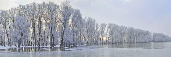 Frostige Winterbäume — Stockfoto