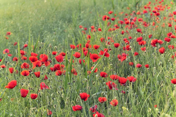 Flores de amapola pradera —  Fotos de Stock