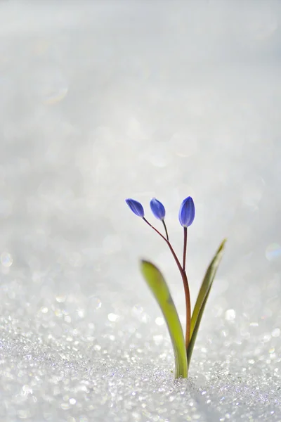 Spring flowers in snow — Stock Photo, Image