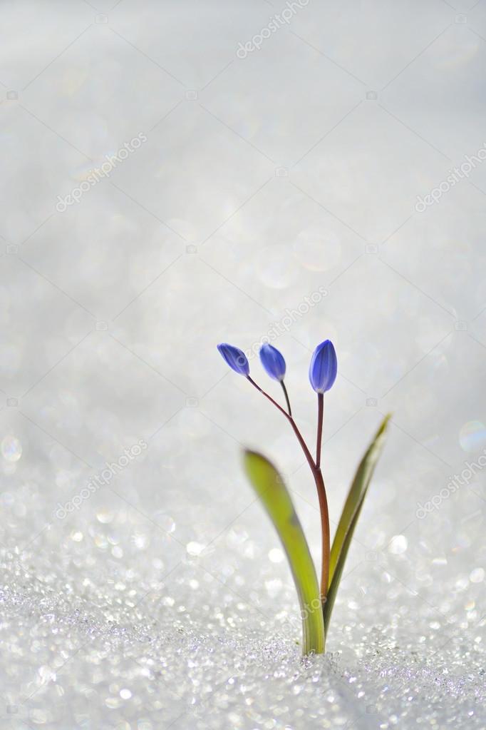 Spring flowers in snow