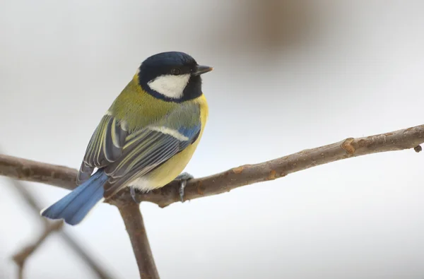 Great tit on tree brunch — Stock Photo, Image