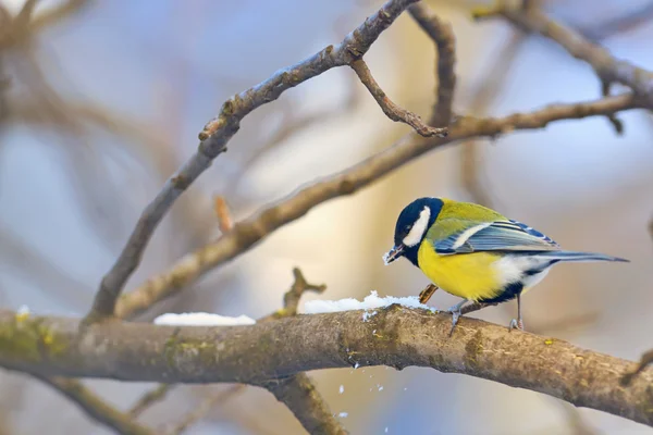 Great tit on tree brunch — Stock Photo, Image