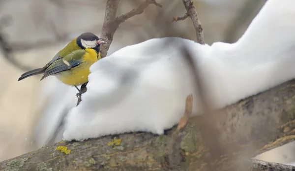 Great tit on tree brunch — Stock Photo, Image