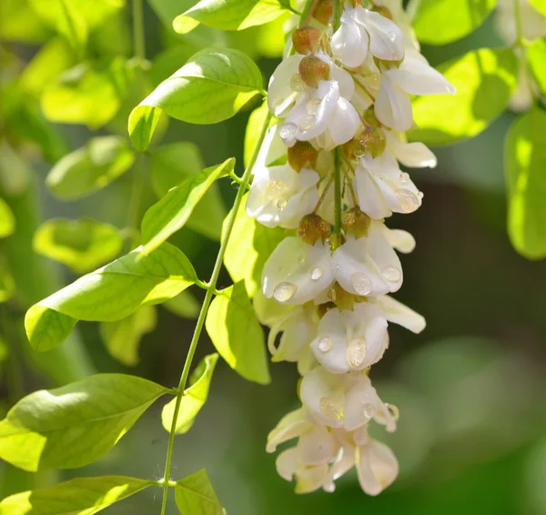 Gocce di miele con fiori di acacia — Foto Stock