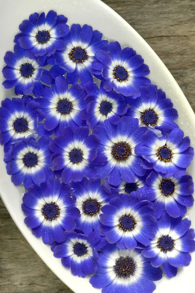 Cinerárie modré a bílé květy ve váze — Stock fotografie