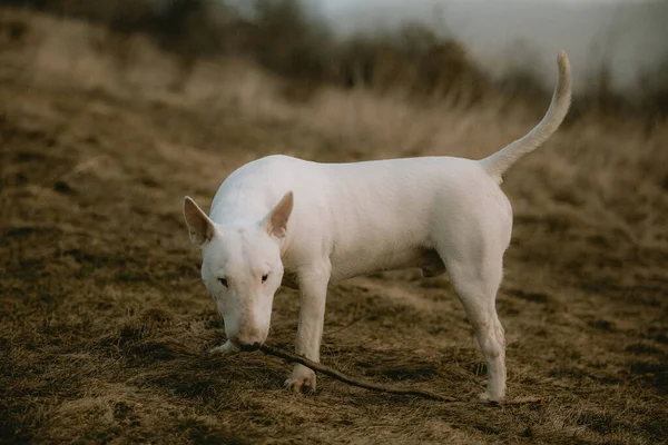 쇠막대기를 가지고 불테리어흰 강아지 스톡 사진